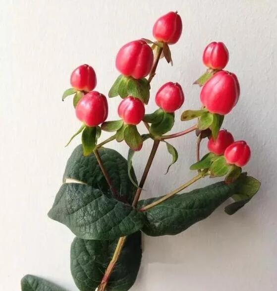 1582005251748306.jpg 1.jpg