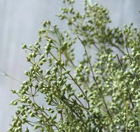 1582005844608927.jpg 3.jpg