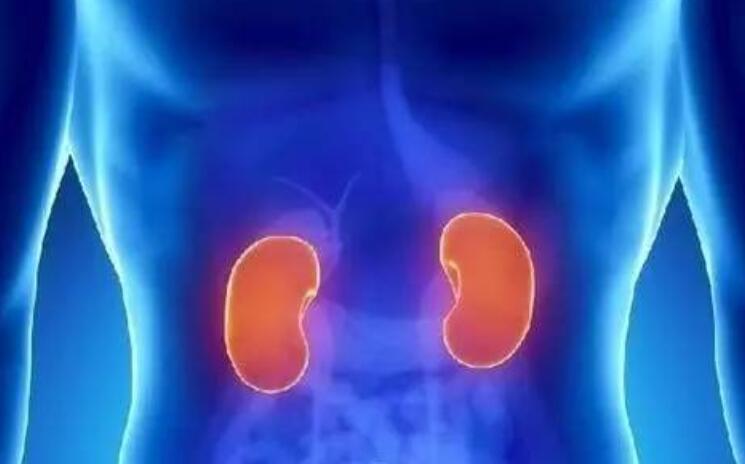 廣西專業(yè)美容學(xué)校告訴你腎部保養(yǎng)有多重要