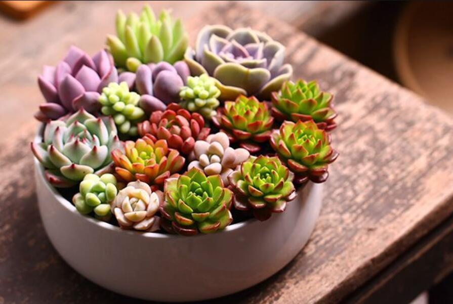 南寧花藝資訊：多肉花籃怎么做？