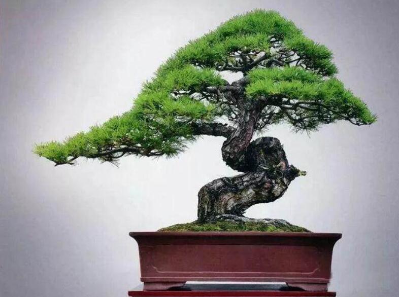 盆景制作3個(gè)注意事項(xiàng)，南寧婚慶花藝培訓(xùn)分享