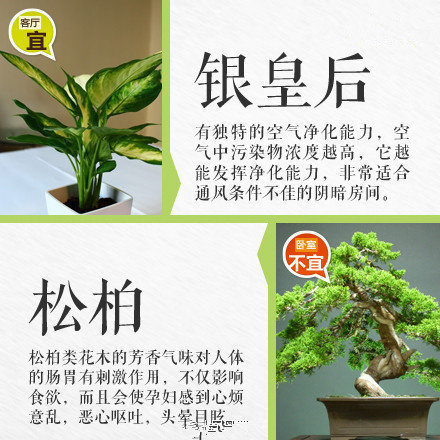 哪些綠植適合放在室內(nèi)？南寧花藝師培訓(xùn)學(xué)校盤點(diǎn)清單