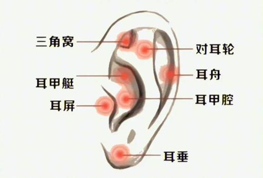 揉搓耳朵的好處，廣西美容經(jīng)絡(luò)培訓(xùn)班課程