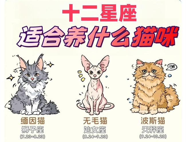 12星座適合養(yǎng)什么貓咪？